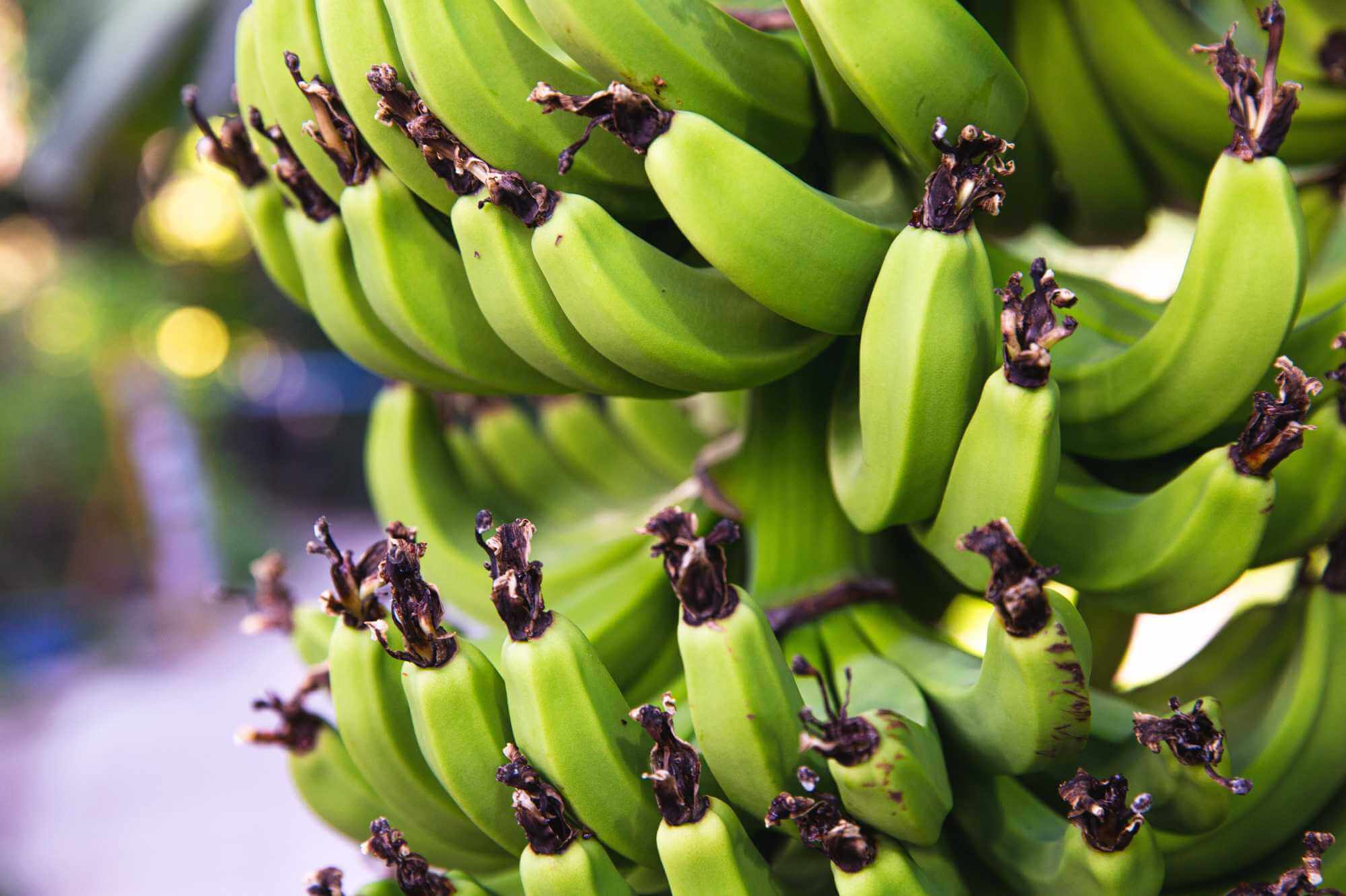 zelený banán